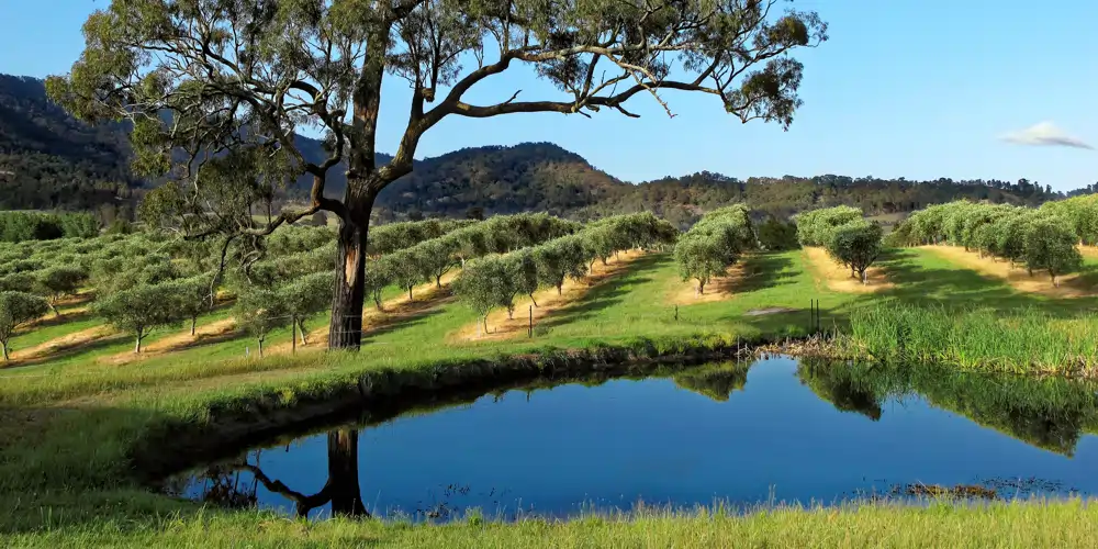 rows of grape vines beside a tree and pond in australia's oldest wine region, the hunter valley