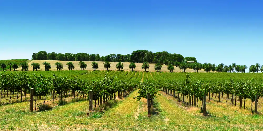 rolling green hills and rows of grape vines in a barossa valley vineyard