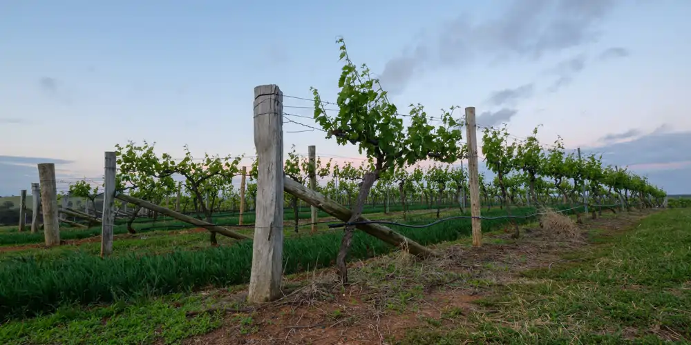 grape vines at dusk in the famous hunter valley region of new south wales