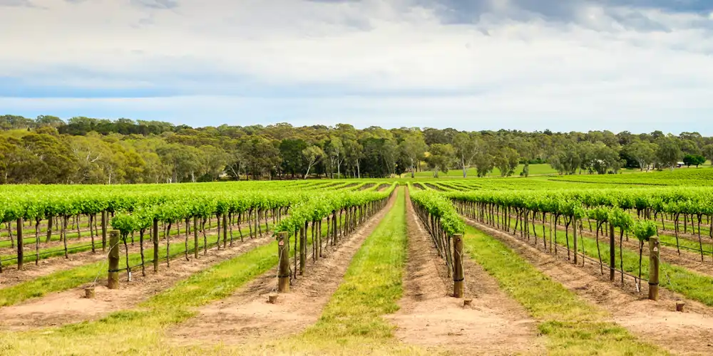 vines-barossa-valley-vineyard rows of lush grape vines in a barossa valley vineyard the wine capital of australia