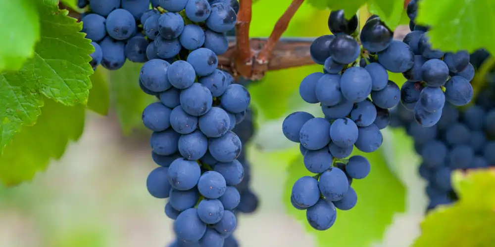 vineyard-grapes-in-south-australia A bunch of deep red wine grapes maturing on the vine against a soft-focus background of green leaves, showcasing a key stage in Australian wine production