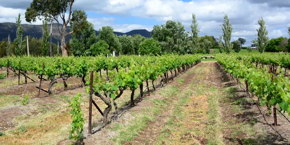 Rows of grapevines stretch across a Hunter Valley vineyard, with the rugged peaks of the Brokenback Range rising in the distance. The lush vines thrive in this renowned wine region, home to a vast number of wineries in the Hunter Valley. Visitors often wonder, how many wineries are in the Hunter Valley? The answer lies in the countless vineyards that dot the landscape, showcasing the area's rich winemaking heritage.