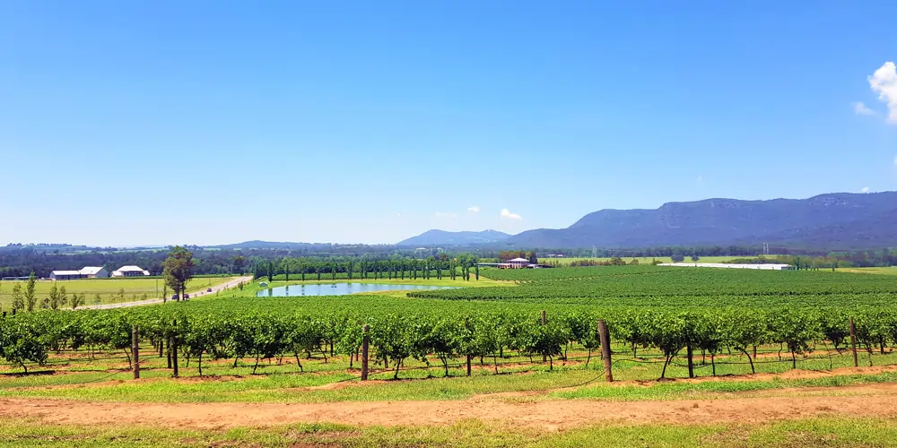 Rows of lush green grapevines stretch across a Hunter Valley vineyard, with the Brokenback Mountain Range visible in the distance on the right-hand side of the photo. This picturesque landscape is home to a vast number of wineries in the Hunter Valley, showcasing the region’s winemaking heritage. The beauty of Hunter Valley wineries is on full display, with vineyards thriving under the clear skies.