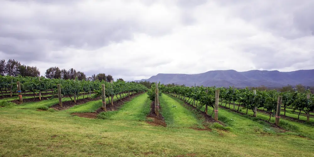 Rows of lush green grapevines cascade down the side of a hill in a Hunter Valley vineyard on a cloudy day, with the Brokenback Mountain Range stretching across the distance. This renowned wine region is home to a vast number of wineries in the Hunter Valley, each contributing to its rich winemaking tradition. The rolling hills and thriving vineyards showcase the beauty of Hunter Valley wineries, even under an overcast sky.