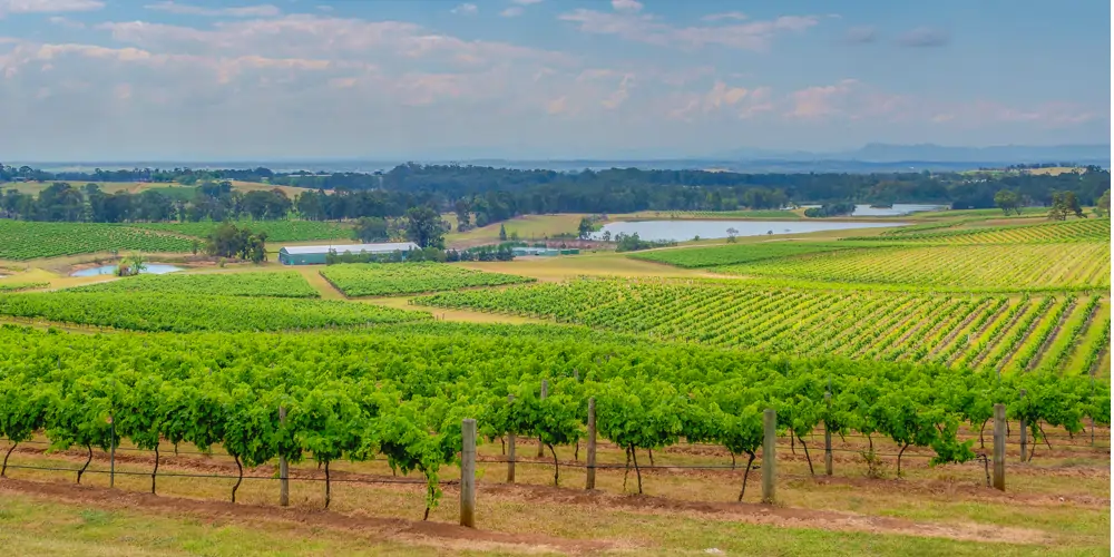 A hilltop view overlooks rows of lush green grapevines in a Hunter Valley vineyard, with machinery sheds and farm irrigation lakes visible in the distance. This breathtaking wine region is home to a vast number of wineries in the Hunter Valley, each contributing to its rich viticultural heritage. Visitors often ask, how many wineries are in the Hunter Valley? The answer is reflected in the endless vineyards stretching across the landscape.