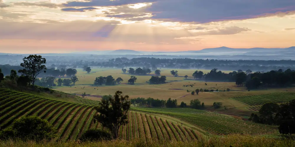 Sunlight streams through overcast skies at dawn, casting a golden glow over rows of grapevines on rolling hills in Hunter Valley vineyards. In the background, wooded properties and mountain ranges add to the breathtaking landscape. This iconic wine region is home to a vast number of wineries in the Hunter Valley, each playing a role in its renowned winemaking heritage. The scenic beauty of Hunter Valley wineries is on full display, with the vineyards thriving under the soft morning light.