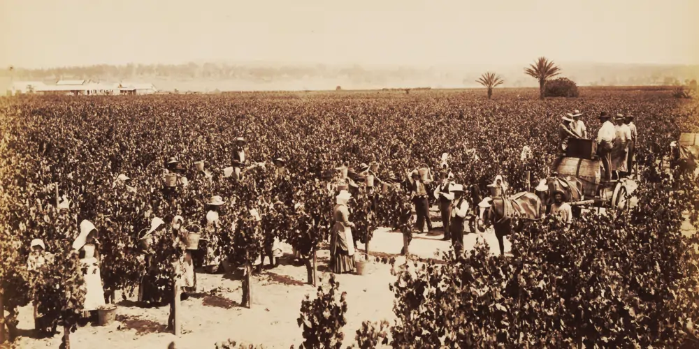dalwood-estate-grape-pickers-1886 A sepia-toned photograph of the Dalwood Estate vineyards, circa 1886, featuring grape pickers harvesting fruit by hand. As part of Australia's oldest winery, this historic scene reflects the long-standing winemaking traditions of Dalwood Estate. Recognized as the oldest winery in Australia, it has played a key role in shaping the nation's viticultural heritage.