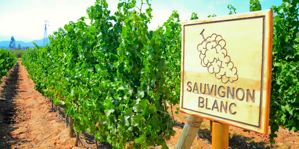 sauvignon-blanc-vineyard-grapes Lush Sauvignon Blanc grapes growing in a vineyard, with a windmill visible in the background. These grapes are used to produce the most popular Australian white wine varietal, including the most popular white wine in Australia, known for its crisp and refreshing flavors.