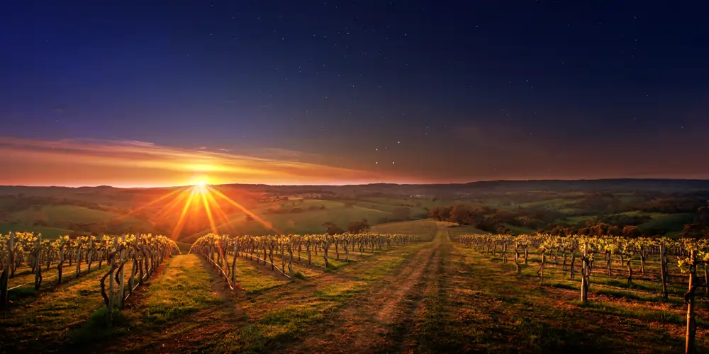 he sun peeks over distant hills at daybreak, casting a warm glow across the vineyards of the Adelaide Hills, while the sky remains dark enough to reveal the Southern Cross just above the horizon - a serene moment in one of the cool-climate Australian wine regions located in the Australian state with the most wineries