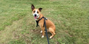 A well-behaved tan and white dog, harnessed and on lead, enjoys the tranquil lawns of a premium Hunter Valley winery, showcasing indulgent dog-friendly wineries in the Hunter Valley during a Hunter Valley wine tasting with dogs