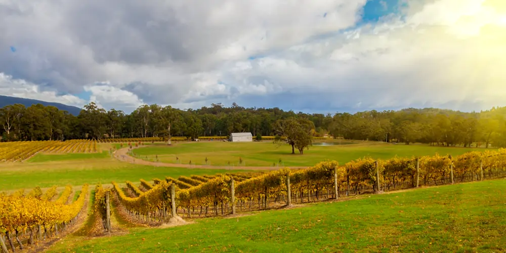 Grapevines in neat rows running down a gentle slope in a Yarra Valley vineyard during an autumn sunset, with a curving gravel road lined with trees in the background, surrounded by tall gums and a distant farm shed. A scenic view typical of the Australian state with the most wineries and one of the most iconic Australian wine regions