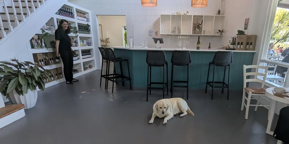 dog-at-john-wallace-wines-hunter-valley Tilly the Labrador lounging peacefully inside the John Wallace Wines cellar door in the Hunter Valley, embodying the warm welcome and relaxed atmosphere of dog-friendly wineries in the Hunter Valley