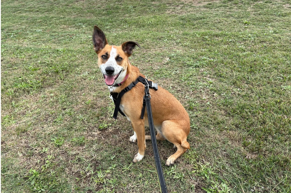 Happy tan and white leashed dog sitting on the grass during Hunter Valley dog friendly wine tours, enjoying the relaxed outdoor setting with its owner