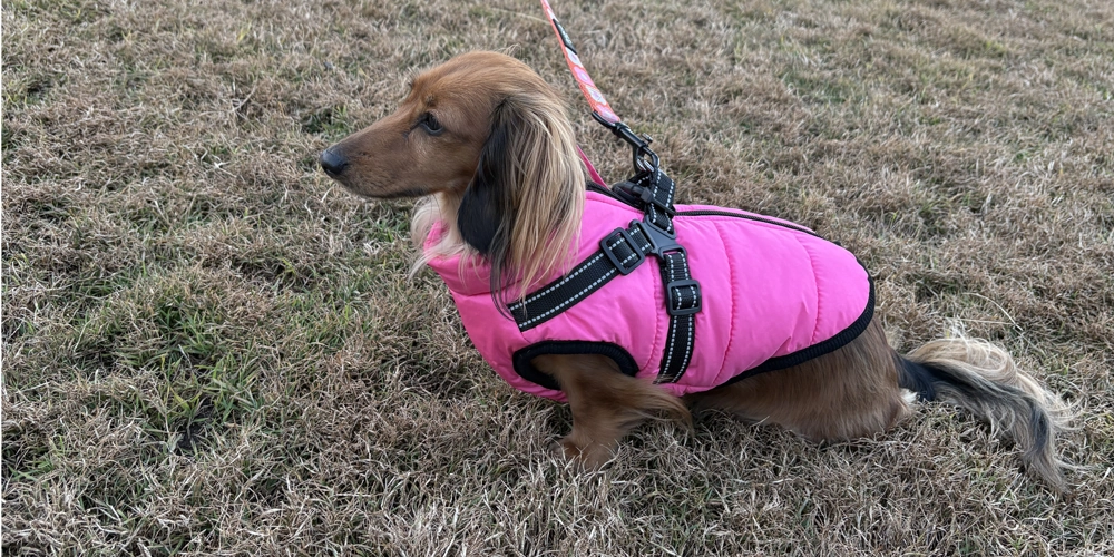 Hunter Valley Dog Friendly Wine Tours: Pawesome Adventures Await